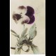 Cartolina - FIORI - VIOLA PANSE' - Vg. 1910