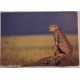 AFRICAN WILDLIFE  CHEETAH  SSOTA  24  VIAGG. 1991