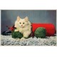 Jeps - cartolina tematica ANIMALI - Gattino anni 40-50
