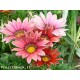 PIANTA GAZANIA IBRIDA SEMI /RESH SEEDS