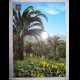 TENERIFE - Costa Nord (Canarie - Spagna)